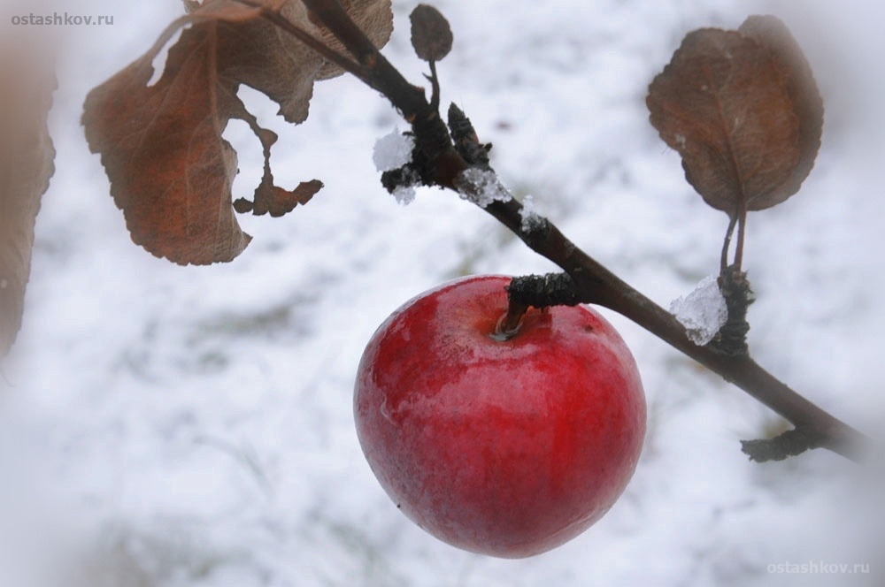 Рингтон яблоки на снегу скачать